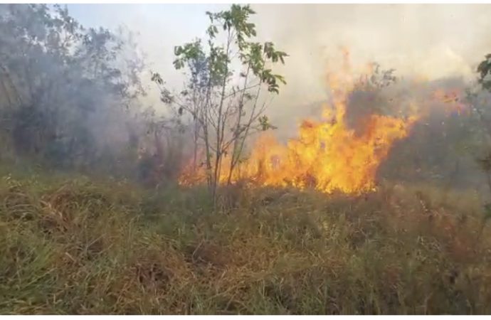 95 incendios forestales han ocurrido en lo que va de mes en Veron, Punta Cana