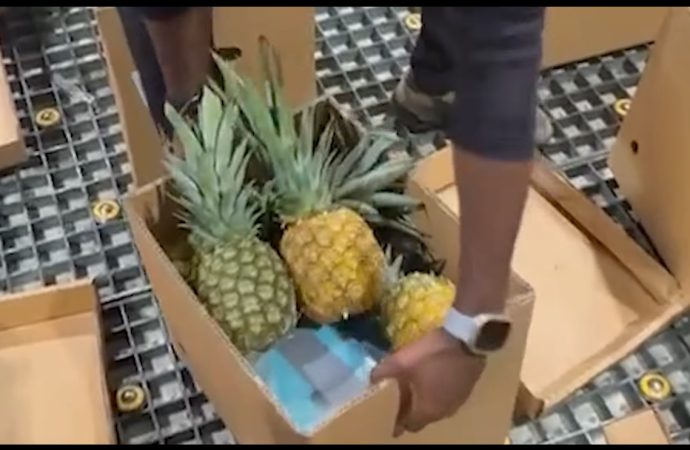 Intentan enviar 30 paquetes de droga  a Alemania por aeropuerto de Punta Cana