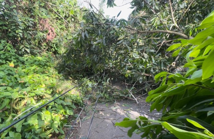 Edeeste informa interrupción del servicio eléctrico en Peralvillo se debe a corte de árboles por protesta de asfaltado