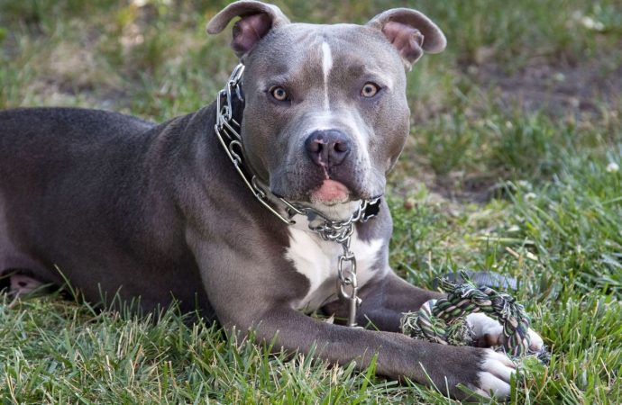 Denuncian criadero de perros pitbull tras agresión a una persona en Los Rosales, Higüey