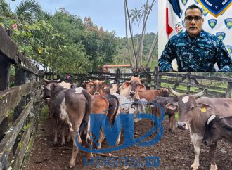 Cuatro detenidos por presunto robo de ganado en La Altagracia