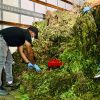 Intervienen sombra de marihuana supera las 15 mil matas en Ocoa