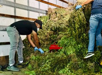 Intervienen sombra de marihuana supera las 15 mil matas en Ocoa