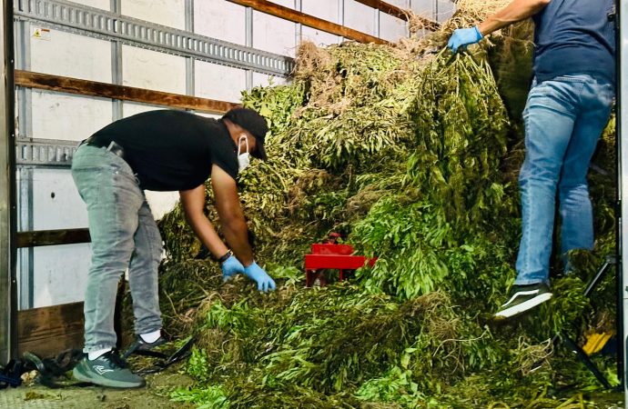 Intervienen sombra de marihuana supera las 15 mil matas en Ocoa