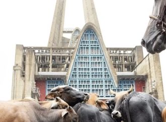 Los Toros de la Virgen: una tradición que mantiene viva la fe y la identidad de Higüey