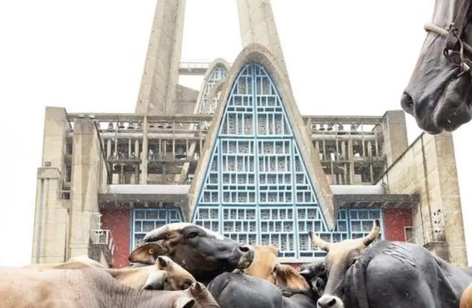 Los Toros de la Virgen: una tradición que mantiene viva la fe y la identidad de Higüey