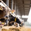 La Altagracia concentra más de 215,000 cabezas de ganado y lidera producción de carne y leche