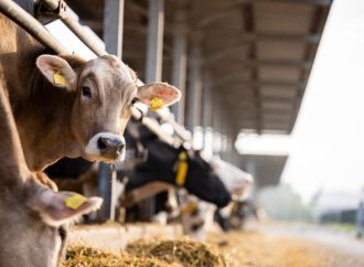 La Altagracia concentra más de 215,000 cabezas de ganado y lidera producción de carne y leche