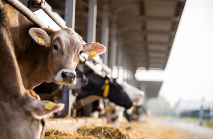 La Altagracia concentra más de 215,000 cabezas de ganado y lidera producción de carne y leche